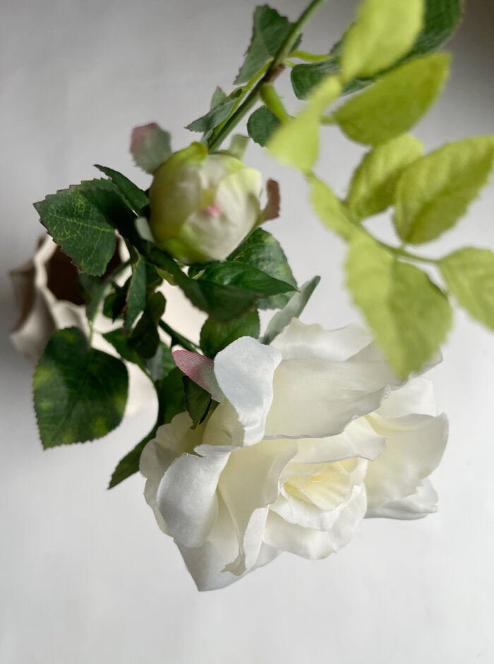 Snittblomma Rose Cream - Bild 3